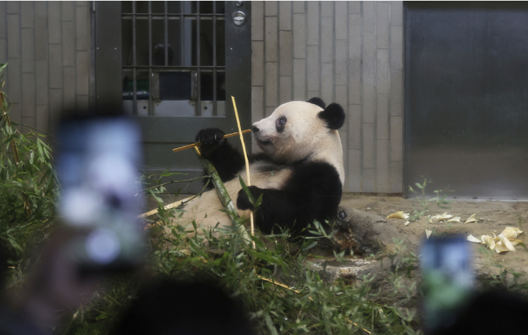 熊猫丫丫即将回国。